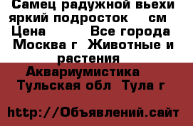 Самец радужной вьехи яркий подросток 15 см › Цена ­ 350 - Все города, Москва г. Животные и растения » Аквариумистика   . Тульская обл.,Тула г.